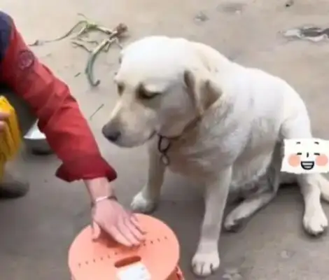 The girl found her daughter sitting in a weird position, looking at the dog's post-speech: her ability to learn is strong