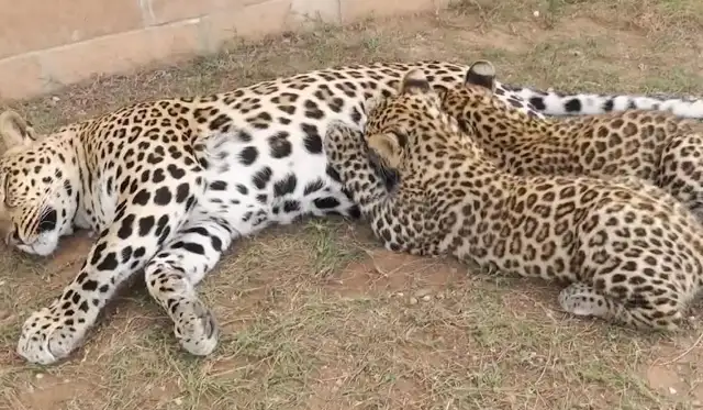 Shanxi found three rich leopards, strong, and rich