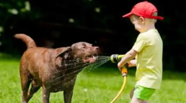 The dog's summer heat is dangerous. It's practical to judge if it's heat