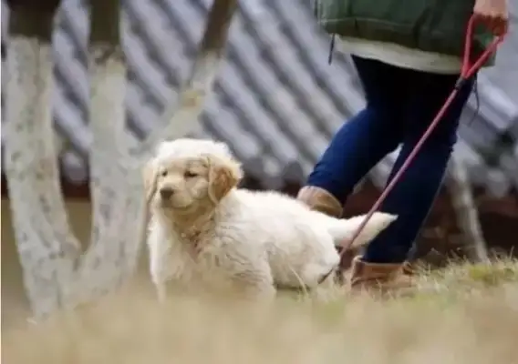 How to avoid dog bites