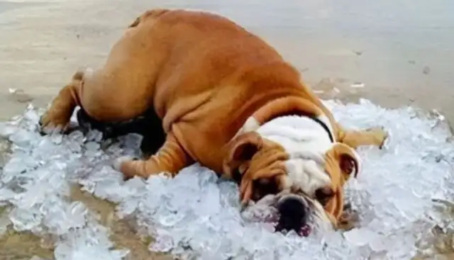 The dog's summer heat is dangerous. It's practical to judge if it's heat