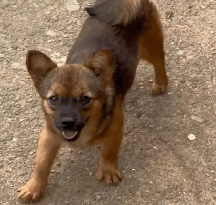 The dog and the dead mother were thrown into the trash, rescued and examined for a small miracle