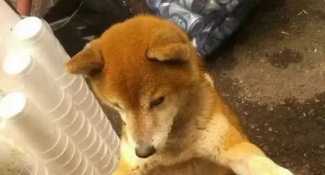 A 17-year-old dog can't walk, can't sleep, can't sleep, can't see his master. Tears