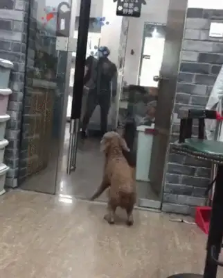 The master comes to the pet store to pick up the dog, and he's so excited and he jumps and he jumps