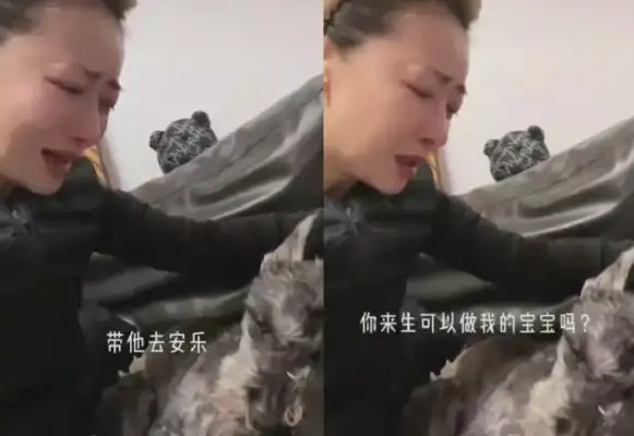 Chen's love dog died crying and took the dog as a child