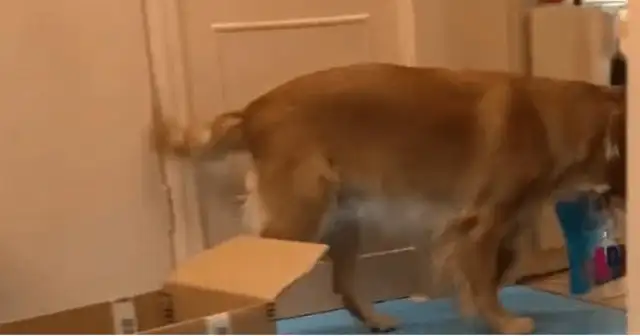 The master and the golden hair are breaking the delivery