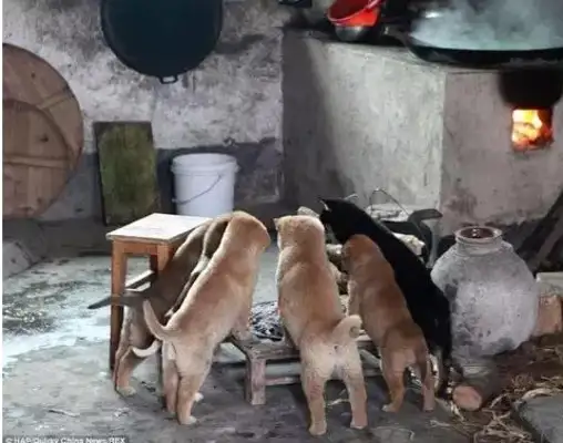 The stray dogs gathered at the fireplace to warm themselves, and the master did so..