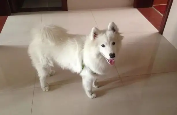 Samoye gave birth to a cow dog, and the master saw one of them scolded, but after many months he was so happy