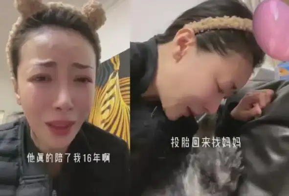 Chen's love dog died crying and took the dog as a child