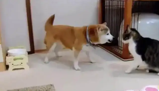 Chai dogs are always teasing Mei-Sung, and they're finally punched and kicked in the face against the wall