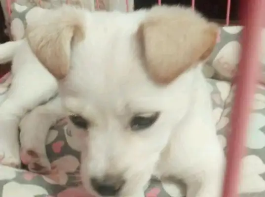 I happen to meet a stray dog on the street, and my little baby sees her partner being adopted by nice people, with jealous eyes