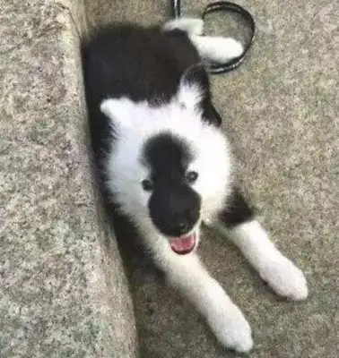 Samoye gave birth to a cow dog, and the master saw one of them scolded, but after many months he was so happy