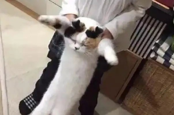 Times have changed. Now cats are not dogs, but..
