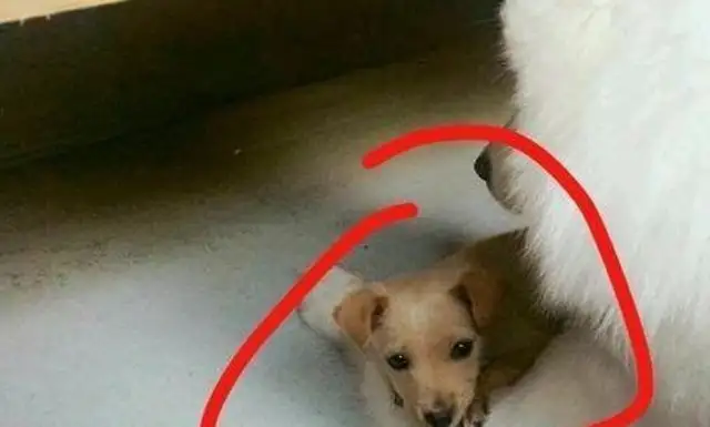Put the dog back where it came from while it was dark, bring it back the next day