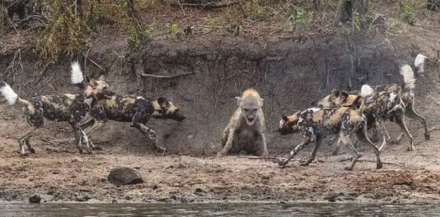 Who can beat a dog when he meets a wild dog