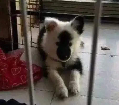 Samoye gave birth to a cow dog, and the master saw one of them scolded, but after many months he was so happy