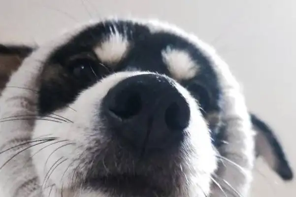 When a stray dog is adopted, he won't be able to use the bathroom at home