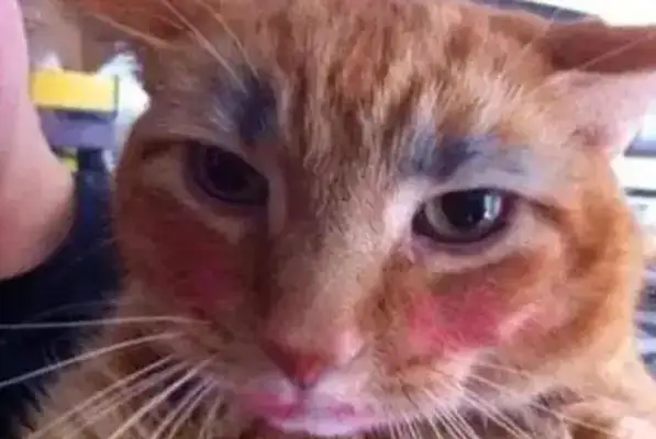 Times have changed. Now cats are not dogs, but..