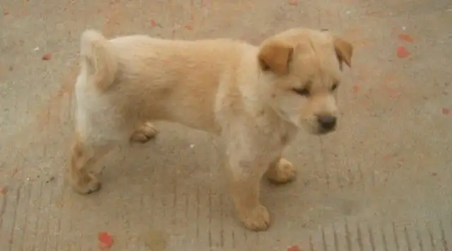 Put the dog back where it came from while it was dark, bring it back the next day
