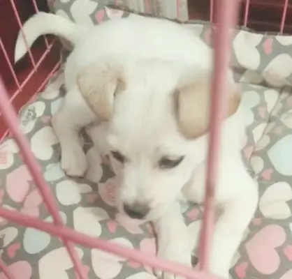 I happen to meet a stray dog on the street, and my little baby sees her partner being adopted by nice people, with jealous eyes