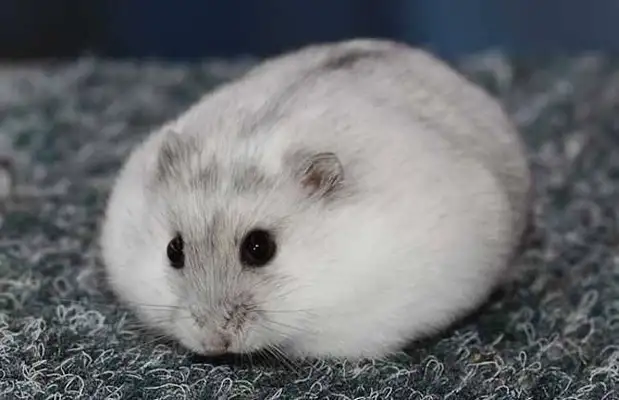 What happened to the hamster? Make sure you know why