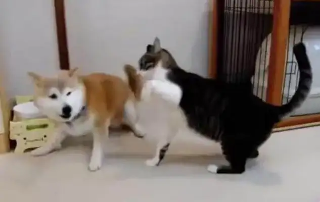 Chai dogs are always teasing Mei-Sung, and they're finally punched and kicked in the face against the wall