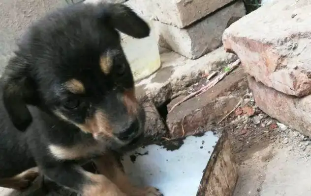 The stray dog was lying under the tree, sleeping, and being thrown into the pit without cause, the dog was waiting for help