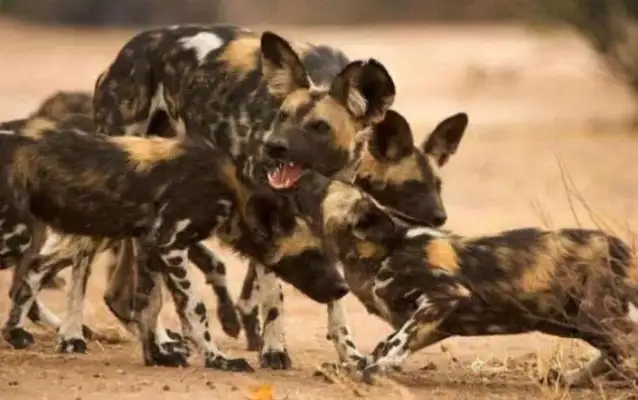 Who can beat a dog when he meets a wild dog
