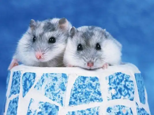 What happened to the hamster? Make sure you know why