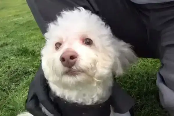 The VIP dog was in danger of being hit, the passersby came close, and the rescue knew it was invisible