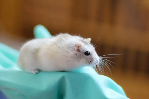 What happened to the hamster? Make sure you know why