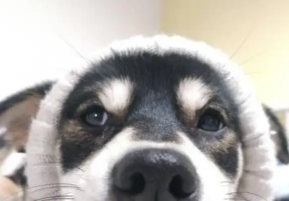 When a stray dog is adopted, he won't be able to use the bathroom at home