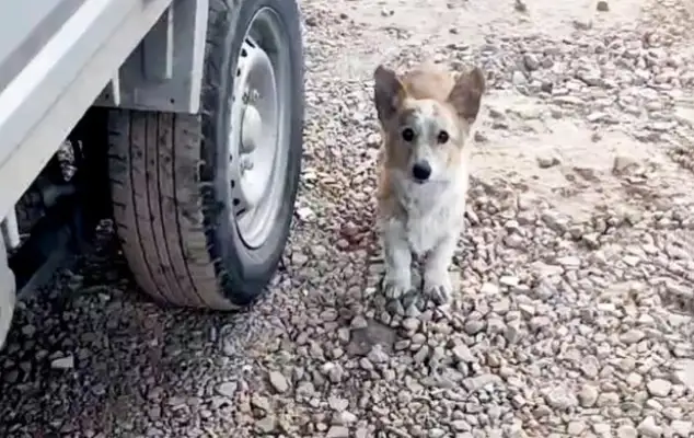 Kozi is homeless, sick, and with his strength, he's a pooper