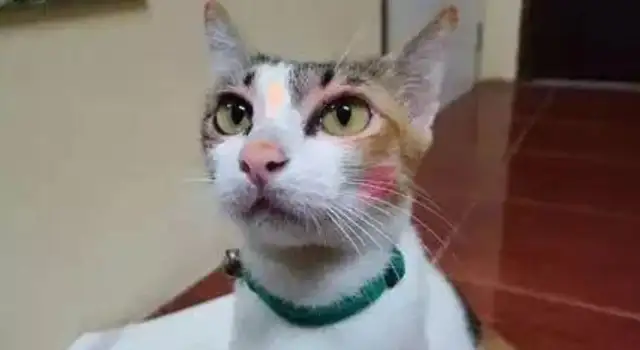 Times have changed. Now cats are not dogs, but..
