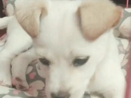 I happen to meet a stray dog on the street, and my little baby sees her partner being adopted by nice people, with jealous eyes