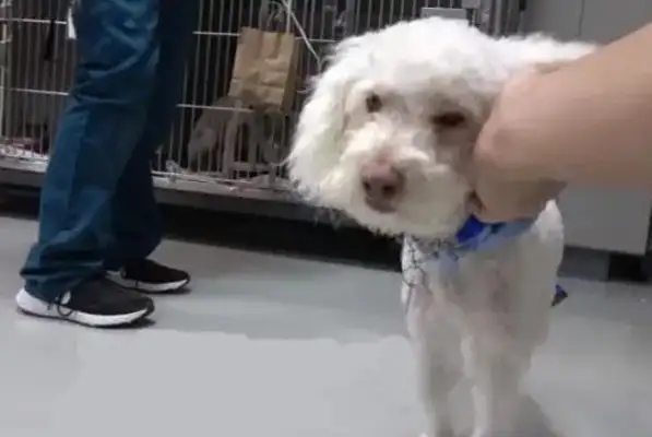 The VIP dog was in danger of being hit, the passersby came close, and the rescue knew it was invisible