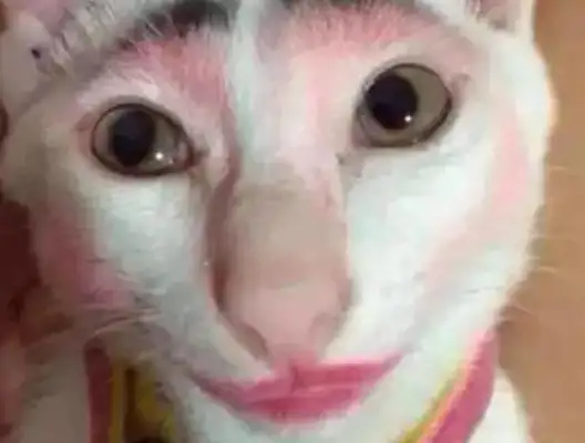Times have changed. Now cats are not dogs, but..