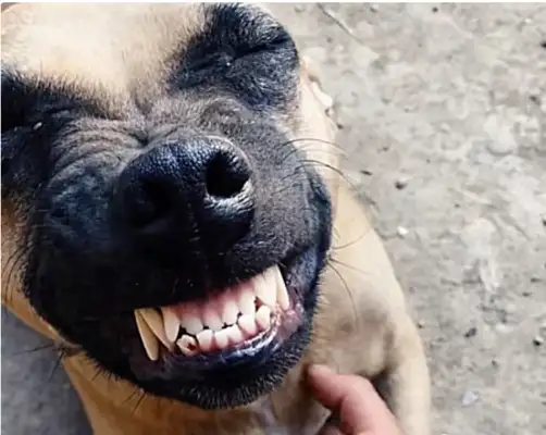 The dog shop buys back a dog, and when he's dead, he laughs and he's reborn