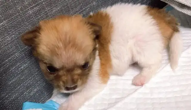 The dog who was adopted by a girl was so insecure, he woke up as soon as he heard a sound and fell asleep again