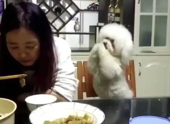 The master doesn't care about the dog. He's dying to give up his hand and finally he's strong