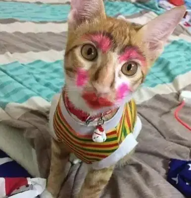 Times have changed. Now cats are not dogs, but..