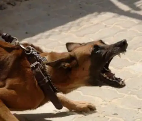 A 7-year-old was torn to death by a wolf dog whose owner was guilty of endangering public safety in a dangerous manner