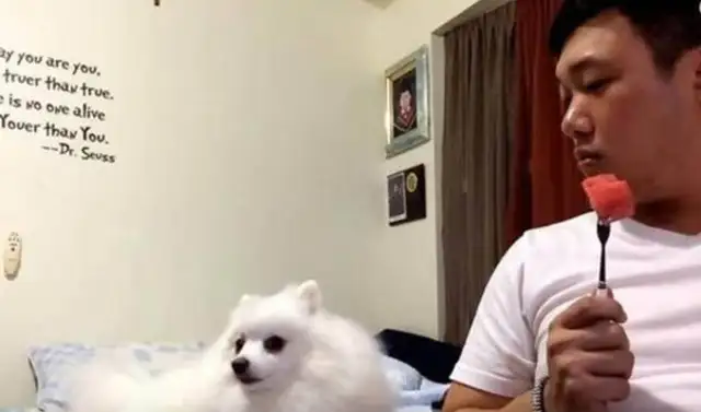 The owner was making a watermelon pose, and the dog was peeking in the shadows, and he found out he was doing well