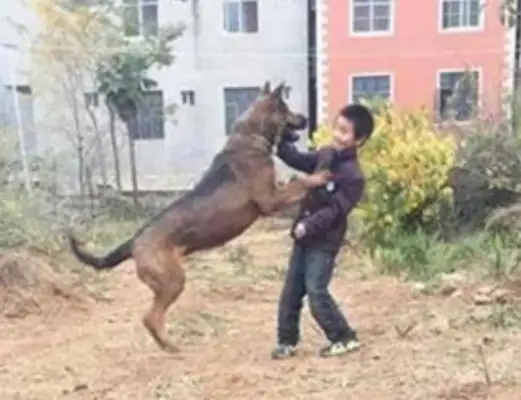 A 7-year-old was torn to death by a wolf dog whose owner was guilty of endangering public safety in a dangerous manner