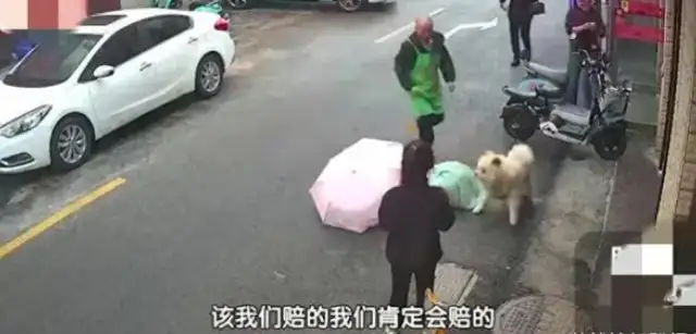Always a good pet dog. It's a woman's pleasure