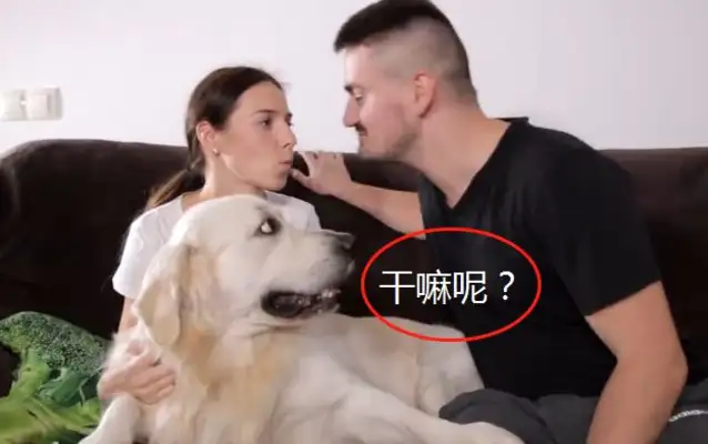 The owner's "dog food" in front of the golden hair, and it's tragic, considering that he's single. Wang