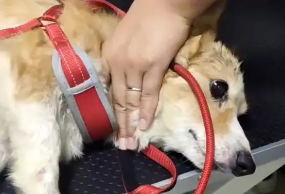 Kozi is homeless, sick, and with his strength, he's a pooper
