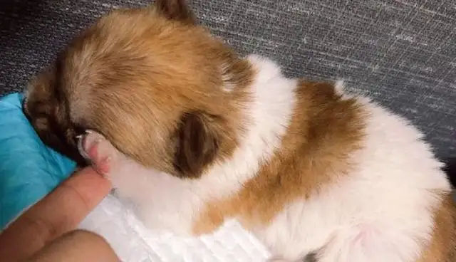 The dog who was adopted by a girl was so insecure, he woke up as soon as he heard a sound and fell asleep again