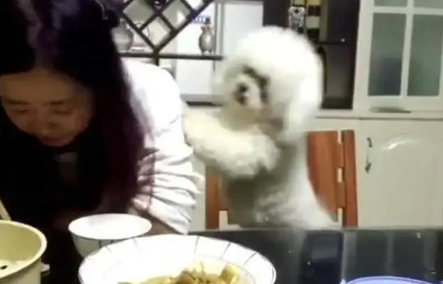 The master doesn't care about the dog. He's dying to give up his hand and finally he's strong