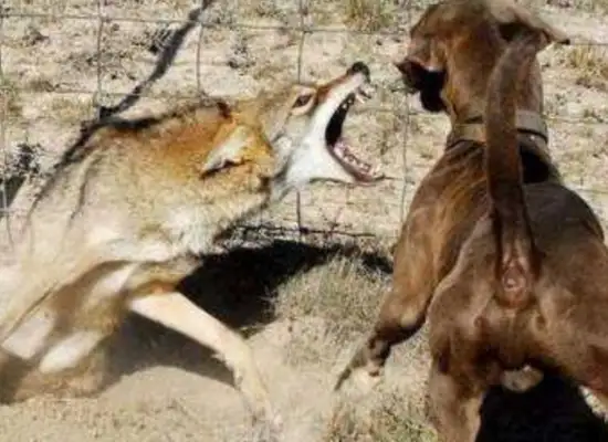 Wolves steal sheep from sheep dogs, the jackals meet and fight immediately, and the camera records are rare